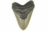 Fossil Megalodon Tooth - North Carolina #165419-1